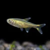 Silvertip Tetra (Hasemania Nana) - Tank-Bred!