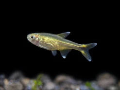 Silvertip Tetra (Hasemania Nana) - Tank-Bred!