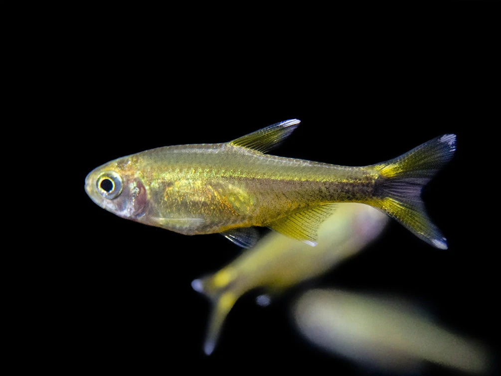 Silvertip Tetra (Hasemania Nana) - Tank-Bred! - Image 6
