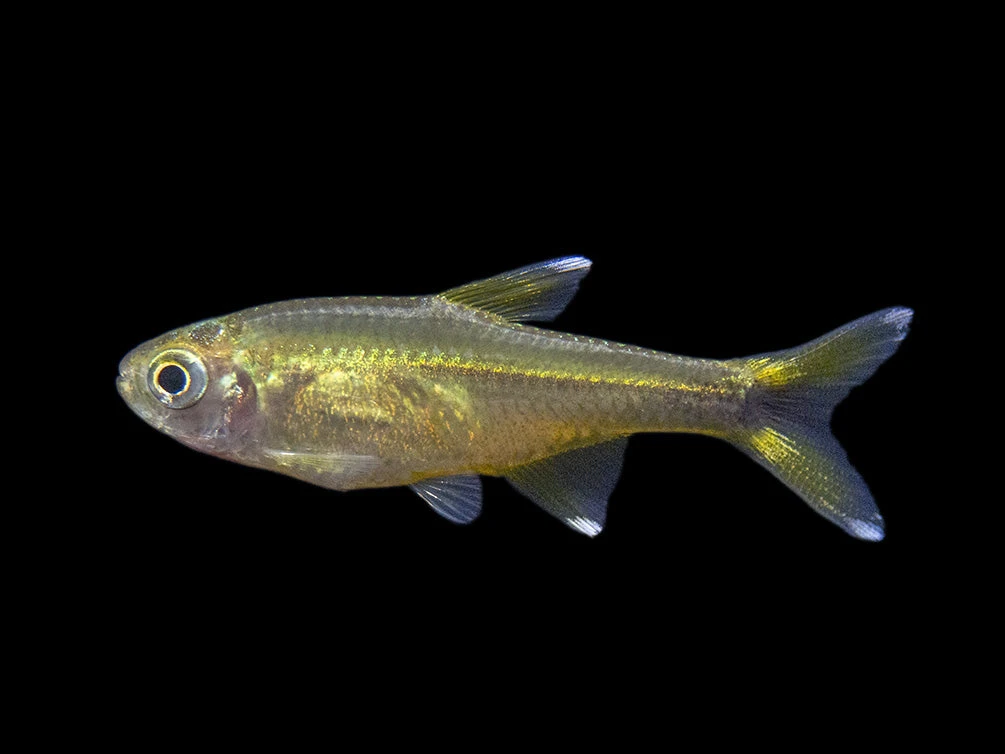Silvertip Tetra (Hasemania Nana) - Tank-Bred! - Image 2