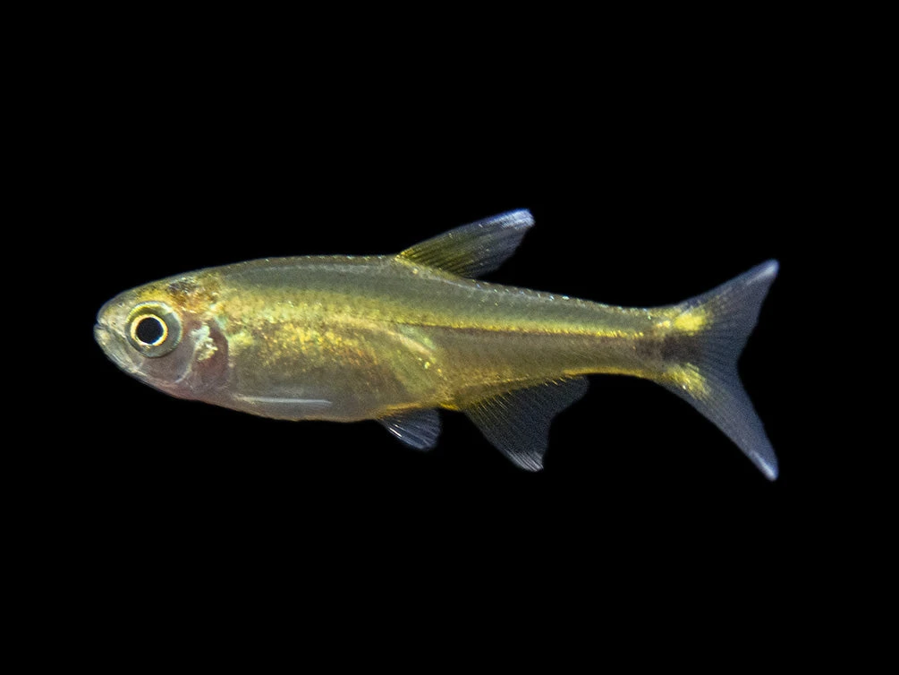 Silvertip Tetra (Hasemania Nana) - Tank-Bred! - Image 10