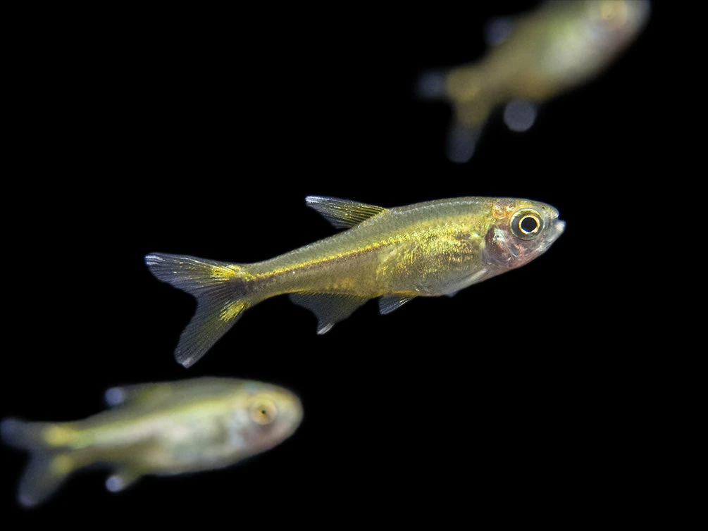 Silvertip Tetra (Hasemania Nana) - Tank-Bred! - Image 4