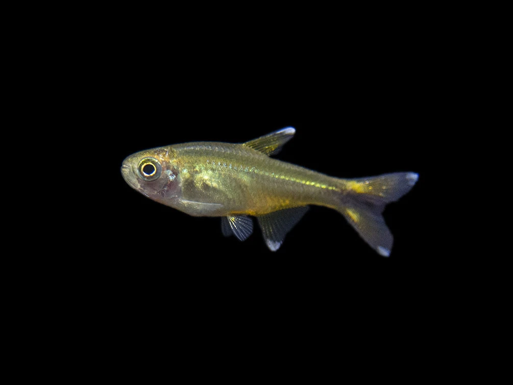 Silvertip Tetra (Hasemania Nana) - Tank-Bred! - Image 7