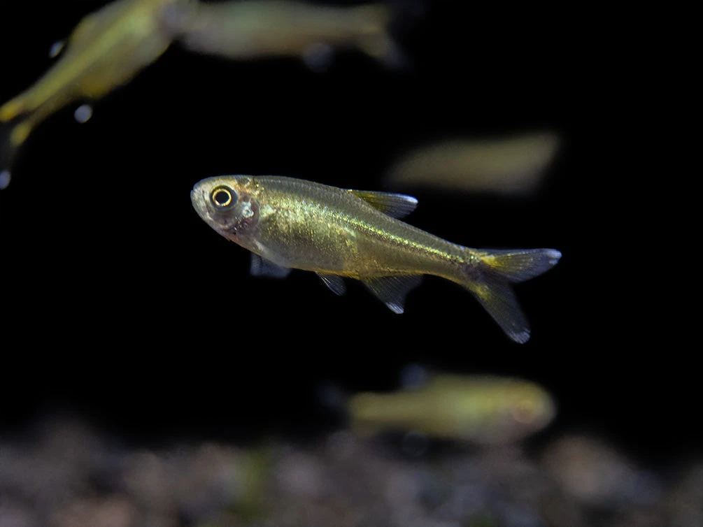 Silvertip Tetra (Hasemania Nana) - Tank-Bred! - Image 8