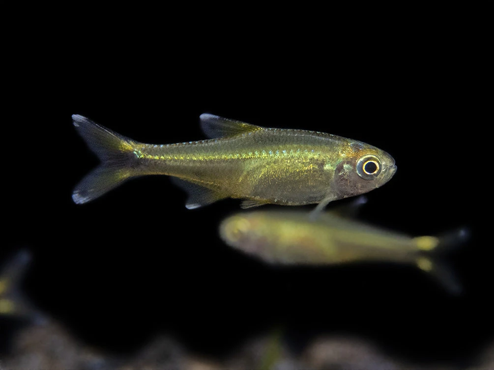Silvertip Tetra (Hasemania Nana) - Tank-Bred! - Image 9