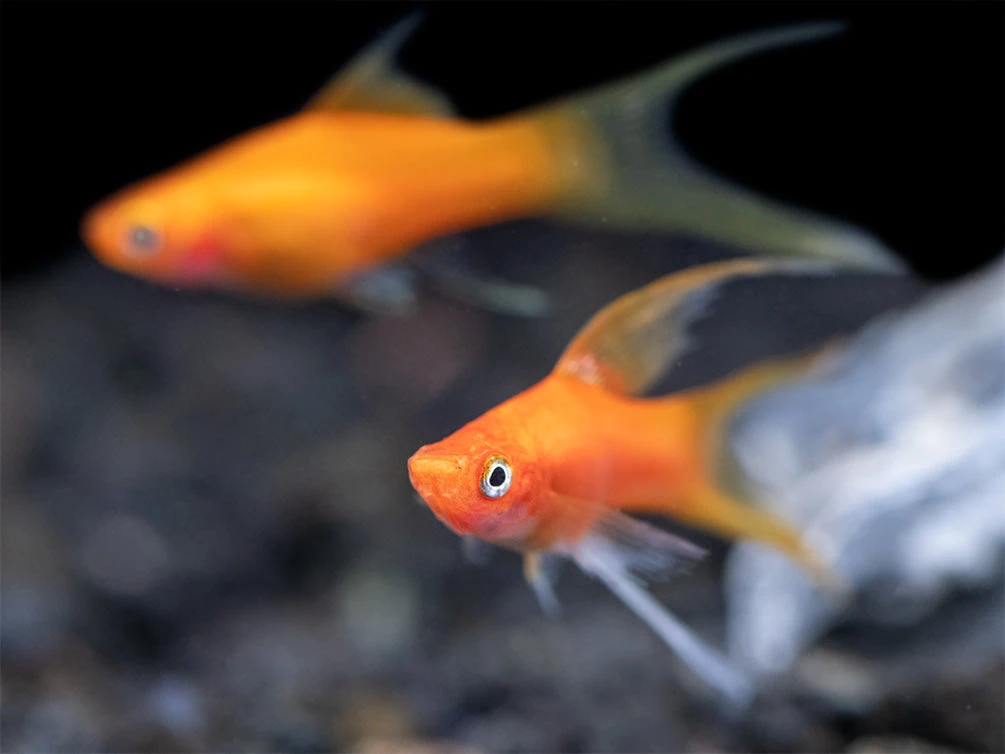 Simpson's Hi Fin Lyretail Swordtail (Xiphophorus Helleri Hybrid) - Tank-Bred! - Image 5