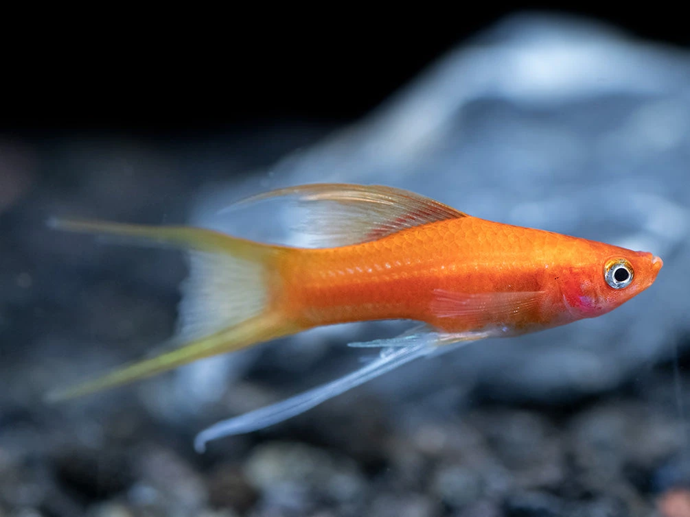 Simpson's Hi Fin Lyretail Swordtail (Xiphophorus Helleri Hybrid) - Tank-Bred! - Image 6