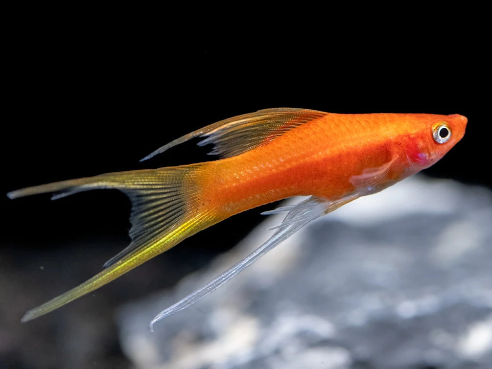 Simpson's Hi Fin Lyretail Swordtail (Xiphophorus Helleri Hybrid) - Tank-Bred! - Image 3