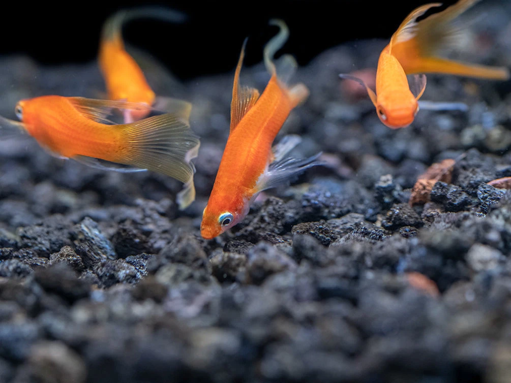 Simpson's Hi Fin Lyretail Swordtail (Xiphophorus Helleri Hybrid) - Tank-Bred! - Image 7