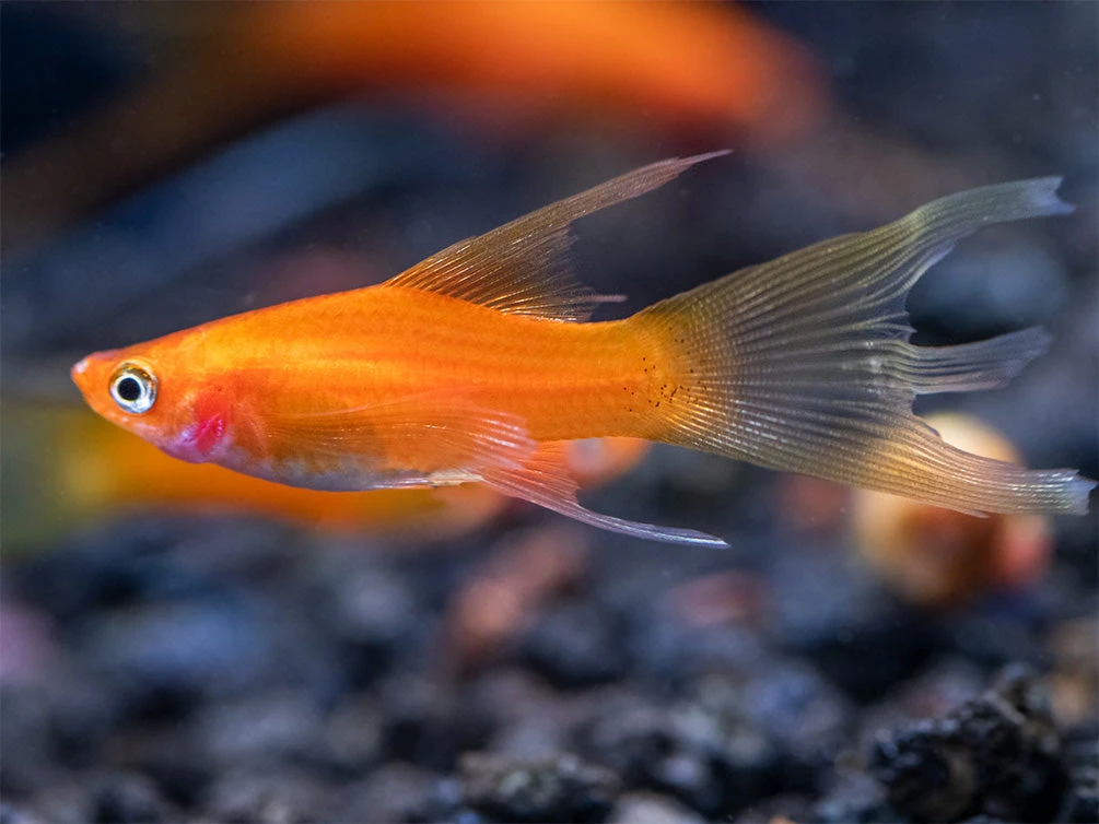 Simpson's Hi Fin Lyretail Swordtail (Xiphophorus Helleri Hybrid) - Tank-Bred! - Image 8