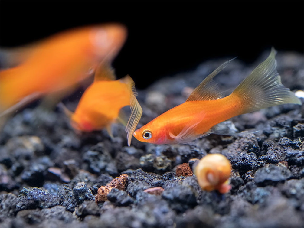 Simpson's Hi Fin Lyretail Swordtail (Xiphophorus Helleri Hybrid) - Tank-Bred! - Image 9