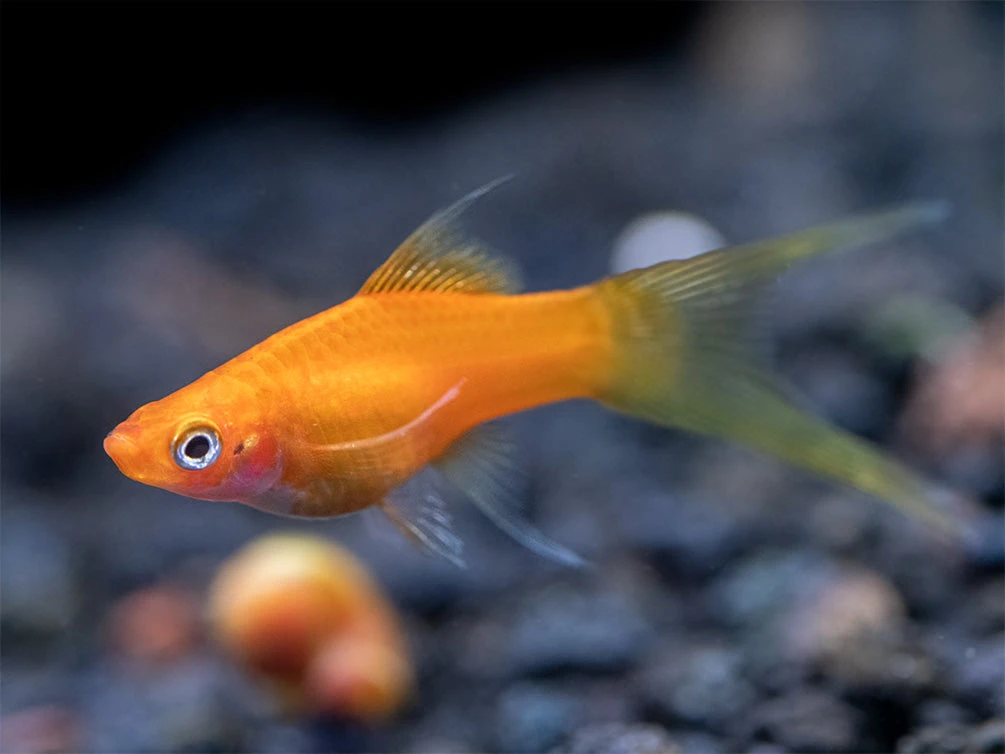 Simpson's Hi Fin Lyretail Swordtail (Xiphophorus Helleri Hybrid) - Tank-Bred! - Image 4