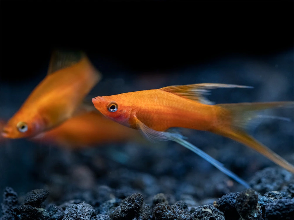 Simpson's Hi Fin Lyretail Swordtail (Xiphophorus Helleri Hybrid) - Tank-Bred! - Image 10