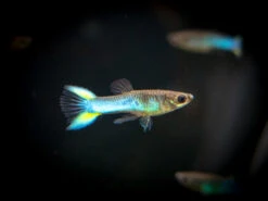 Sky Blue Endler’s Livebearer, Males And Females (Poecilia Wingei Var. “Sky Blue”), Tank-Bred!