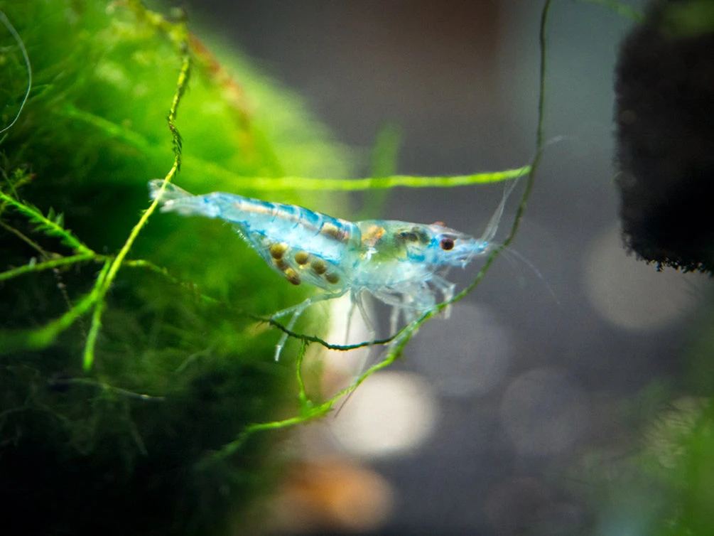 Sky Blue Velvet Shrimp (Neocaridina Davidi), Tank-Bred! - Image 4