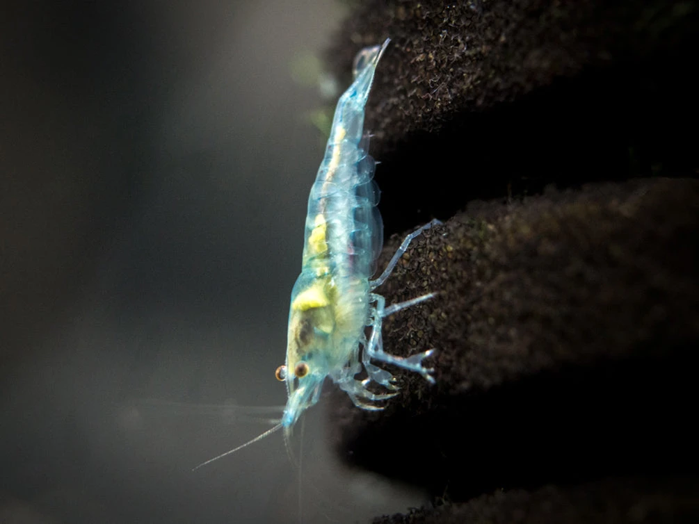 Sky Blue Velvet Shrimp (Neocaridina Davidi), Tank-Bred! - Image 5