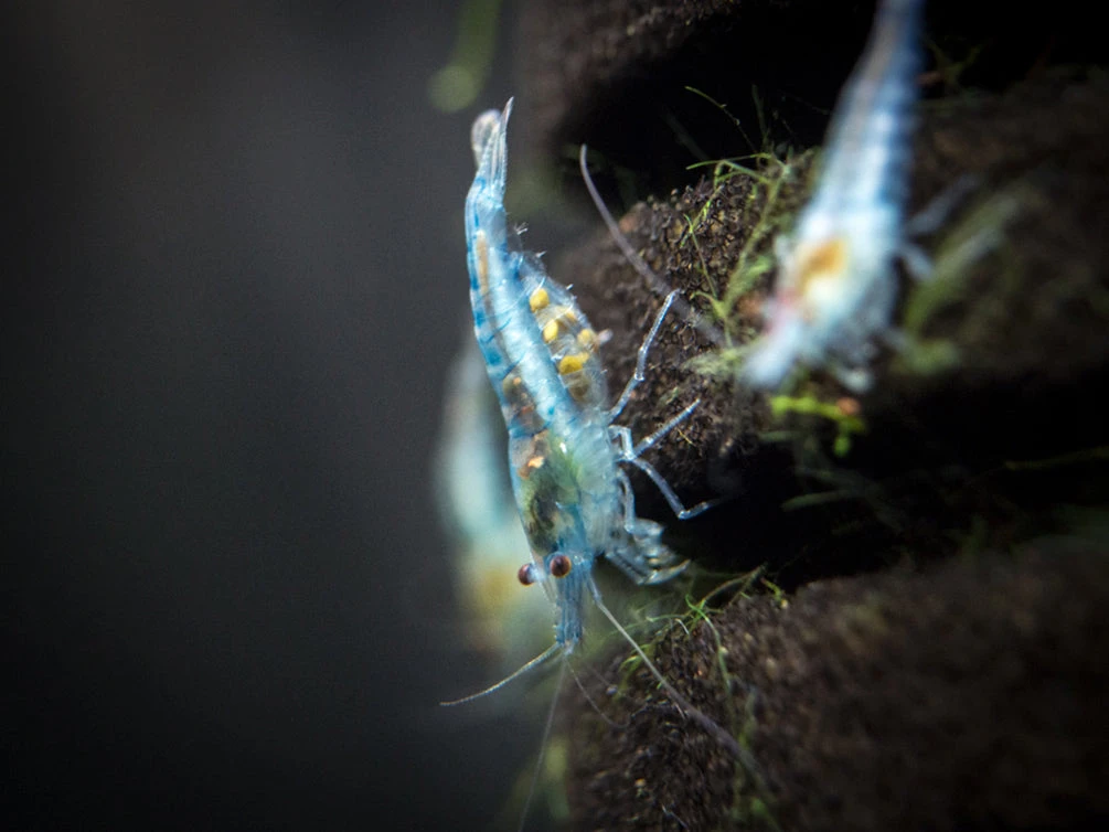Sky Blue Velvet Shrimp (Neocaridina Davidi), Tank-Bred! - Image 6