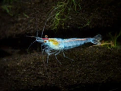 Sky Blue Velvet Shrimp (Neocaridina Davidi), Tank-Bred!