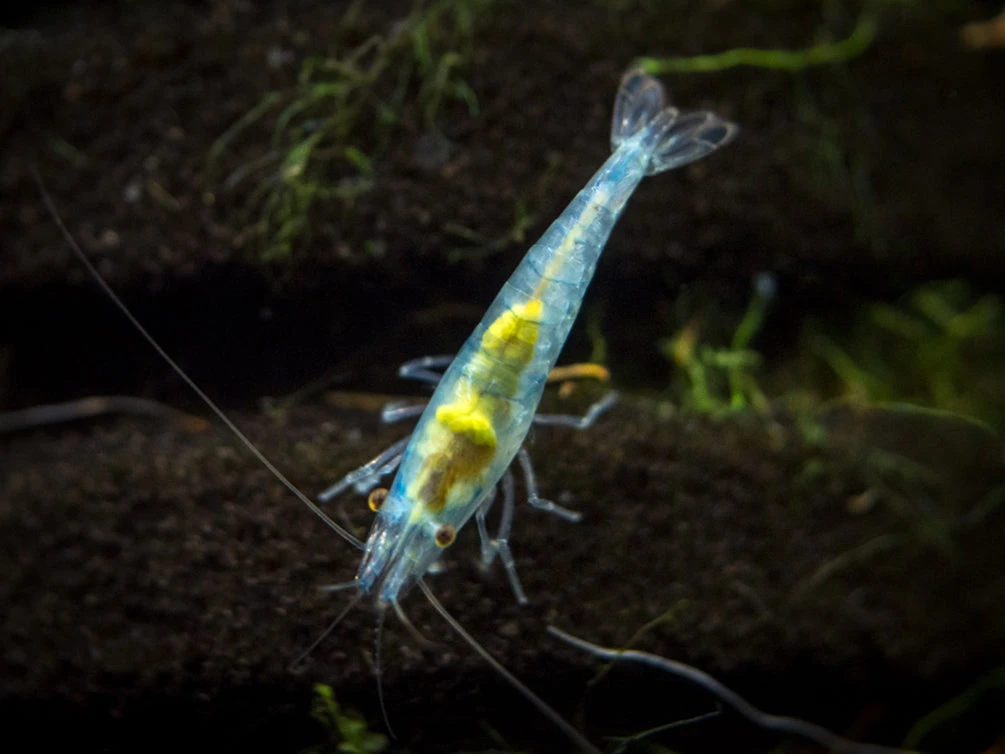 Sky Blue Velvet Shrimp (Neocaridina Davidi), Tank-Bred! - Image 3
