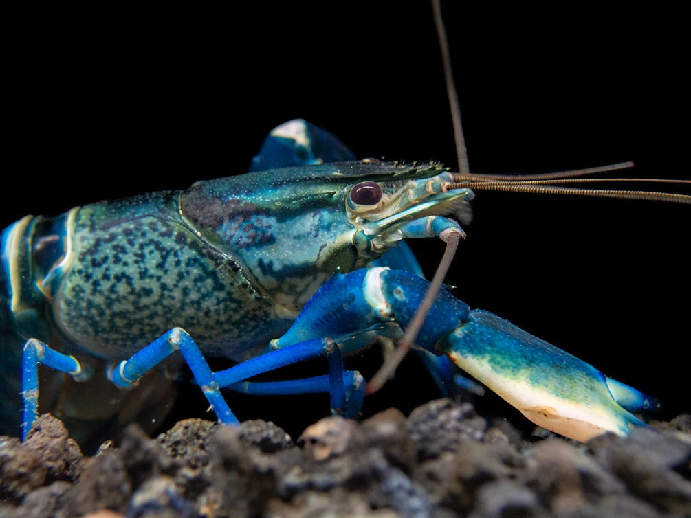 Snakeskin Blue Moon Crayfish (Cherax Boesemani "Snakeskin Blue Moon") - Image 9