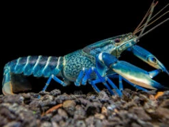 Snakeskin Blue Moon Crayfish (Cherax Boesemani "Snakeskin Blue Moon")