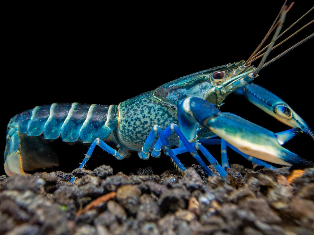 Snakeskin Blue Moon Crayfish (Cherax Boesemani "Snakeskin Blue Moon")