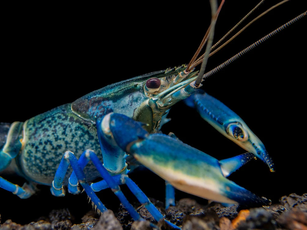 Snakeskin Blue Moon Crayfish (Cherax Boesemani "Snakeskin Blue Moon") - Image 7