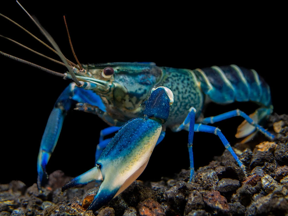 Snakeskin Blue Moon Crayfish (Cherax Boesemani "Snakeskin Blue Moon") - Image 3