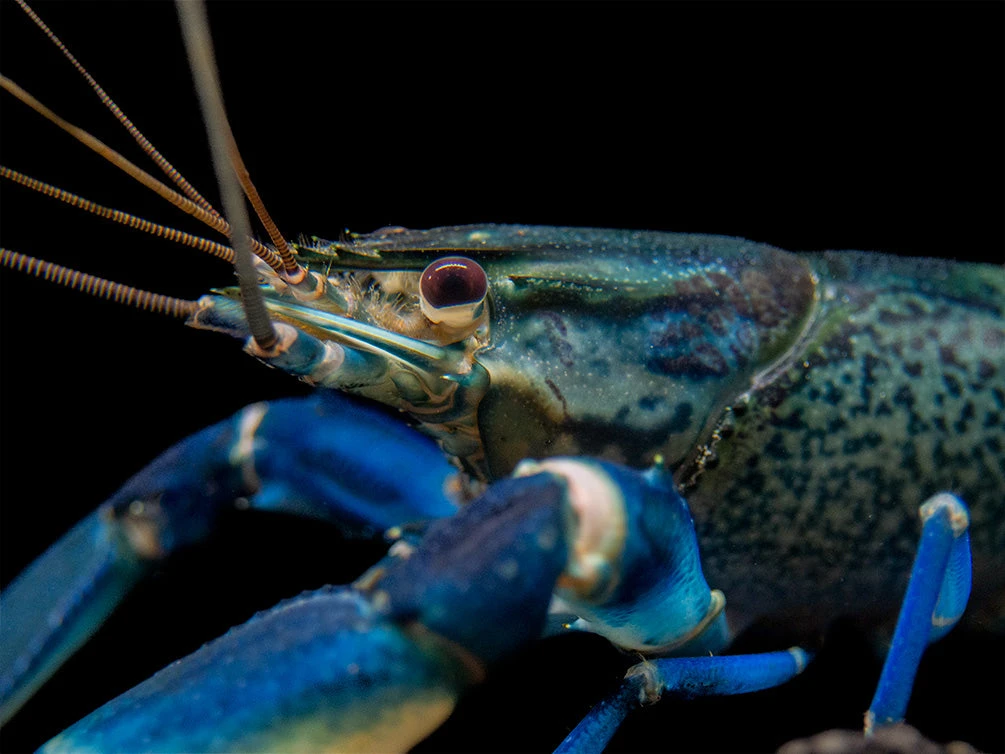 Snakeskin Blue Moon Crayfish (Cherax Boesemani "Snakeskin Blue Moon") - Image 6