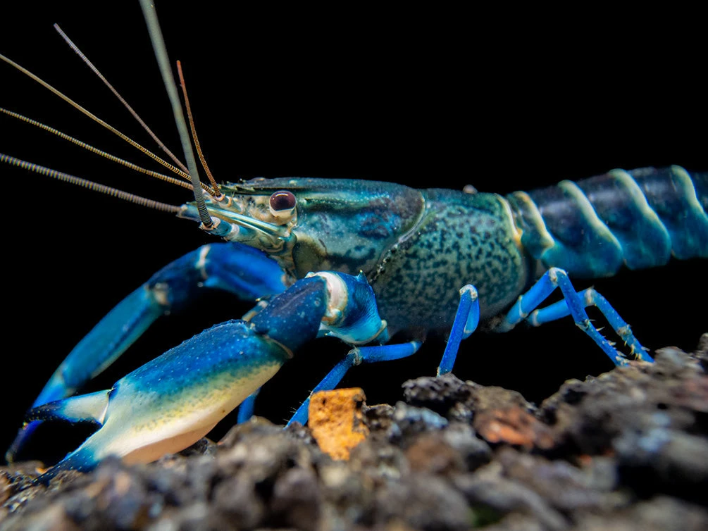 Snakeskin Blue Moon Crayfish (Cherax Boesemani "Snakeskin Blue Moon") - Image 8