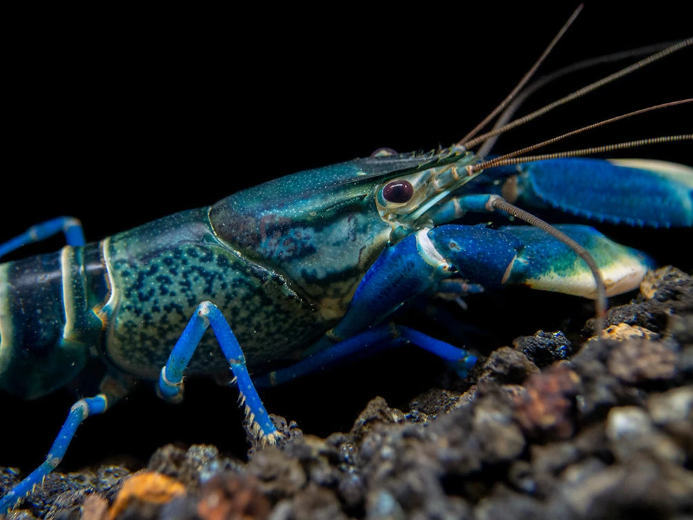 Snakeskin Blue Moon Crayfish (Cherax Boesemani "Snakeskin Blue Moon") - Image 10