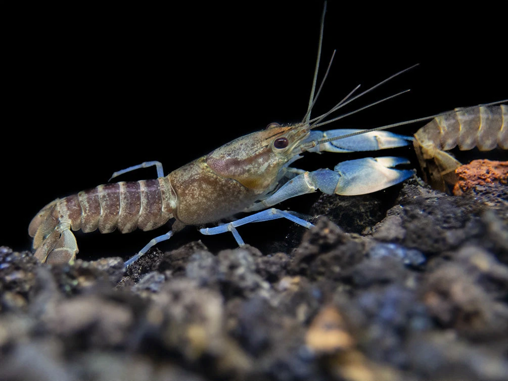 Snakeskin Blue Moon Crayfish (Cherax Boesemani "Snakeskin Blue Moon") - Image 11