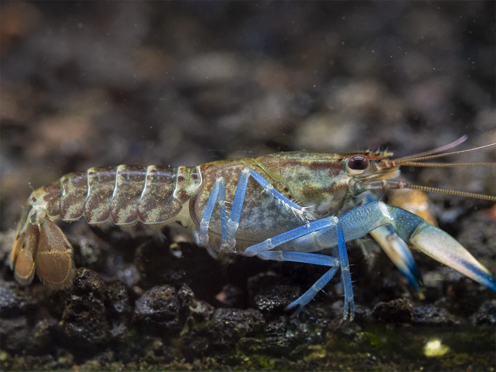 Snakeskin Blue Moon Crayfish (Cherax Boesemani "Snakeskin Blue Moon") - Image 13