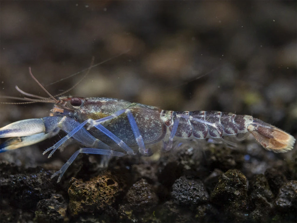 Snakeskin Blue Moon Crayfish (Cherax Boesemani "Snakeskin Blue Moon") - Image 15