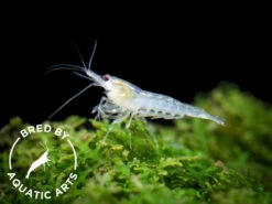 Snowball Shrimp (Neocaridina Zhangjiajiensis), BREDBY: Aquatic Arts