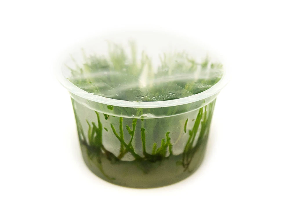 Spiky Moss (Taxiphyllum Sp. “Spiky”) Tissue Culture - Image 4