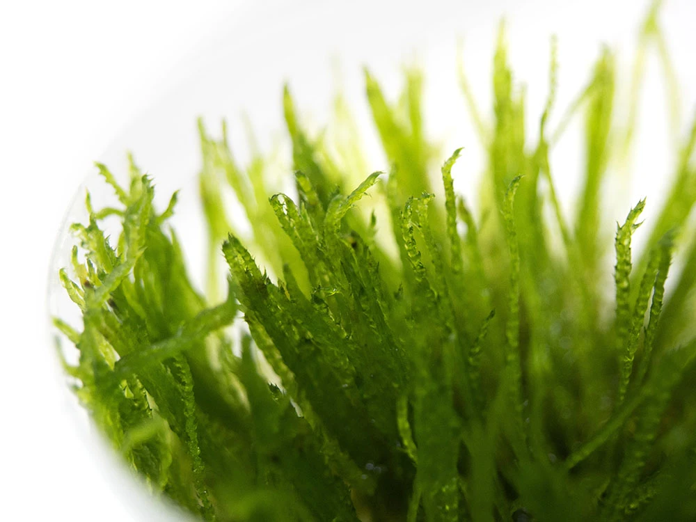 Spiky Moss (Taxiphyllum Sp. “Spiky”) Tissue Culture - Image 2