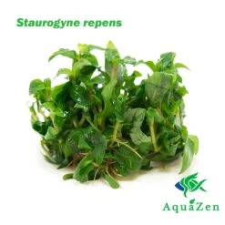 Staurogyne Repens Tissue Culture