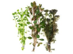 Stem Plant Combo - Beginner Aquarium Plants: Moneywort, Dark Red Ludwigia, And Green Cabomba