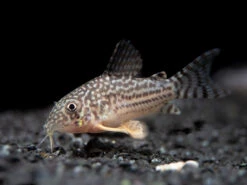 Sterba's Cory Catfish (Corydoras Sterbai), Tank-Bred
