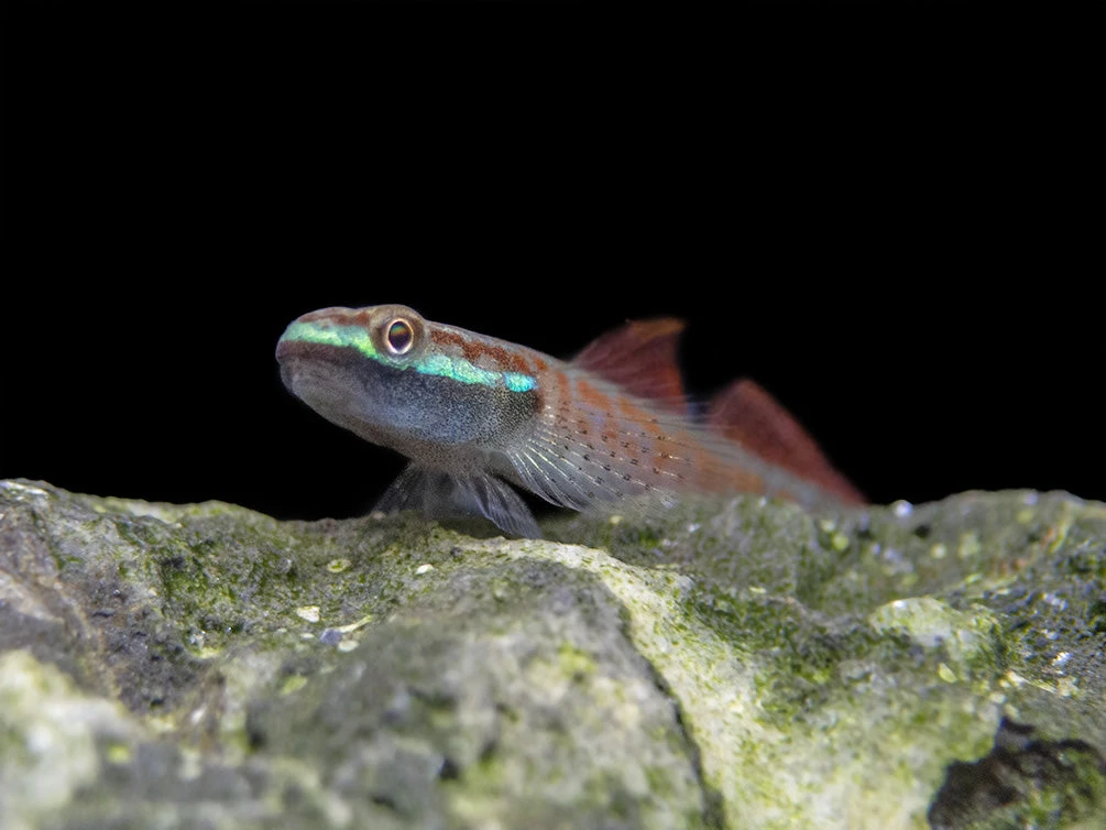 Annie's Dwarf Goby (Stiphodon Annieae) - Image 6