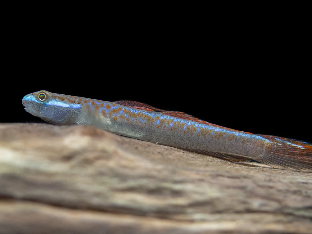 Annie's Dwarf Goby (Stiphodon Annieae) - Image 8