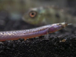 Sumatran Neon Loach (Pangio Bitaimac)