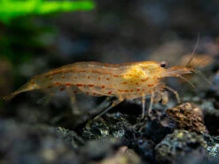 Sun Orange Amano Shrimp (Caridina Multidentata ) Tank Bred
