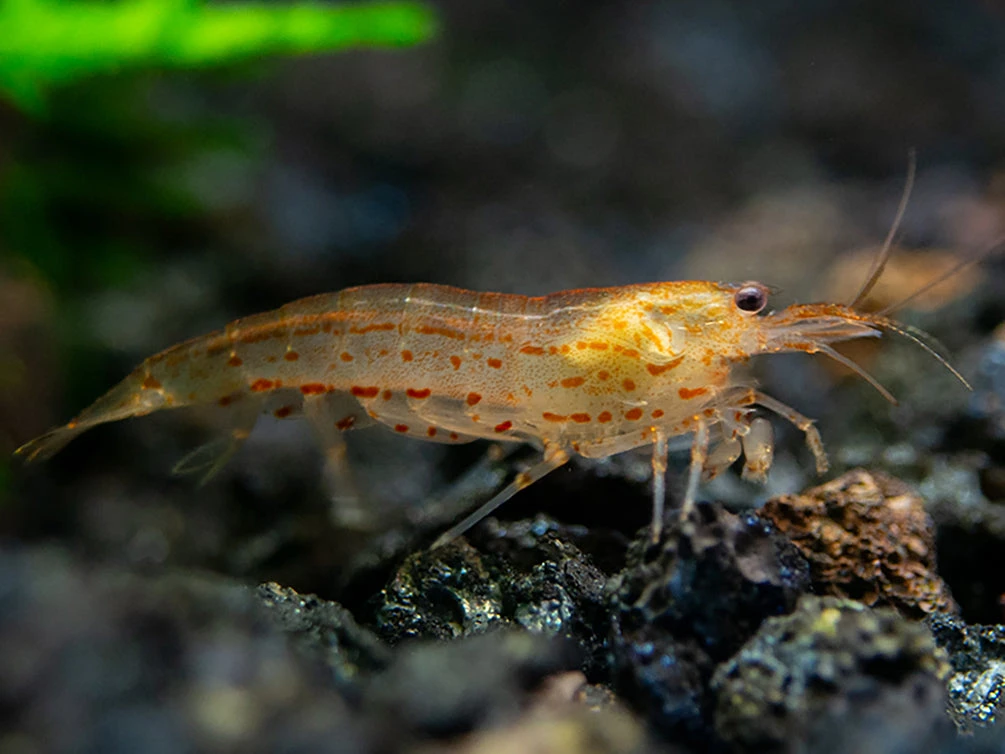 Sun Orange Amano Shrimp (Caridina Multidentata ) Tank Bred