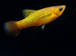 Sunset Variatus Platy (Xiphophorus Maculatus) - Tank-Bred!