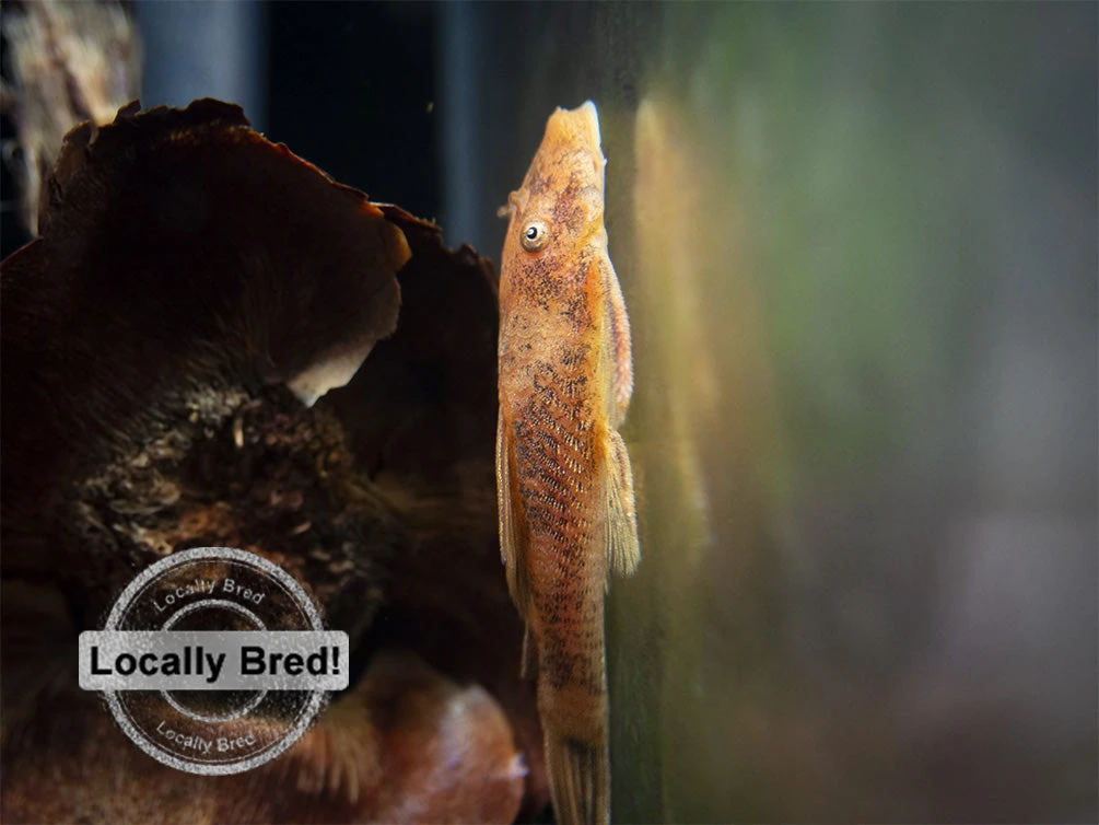 Super Red Bristlenose Pleco (Ancistrus Sp. "Super Red"), Locally Bred - Image 3