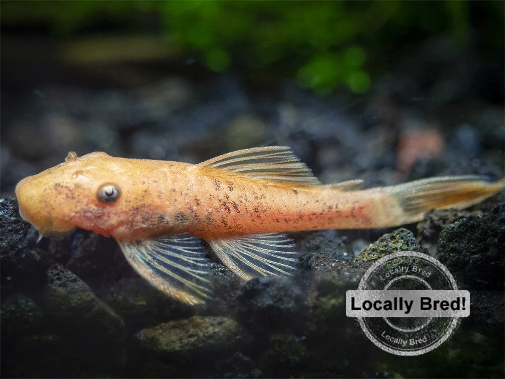 Super Red Bristlenose Pleco (Ancistrus Sp. "Super Red"), Locally Bred - Image 7
