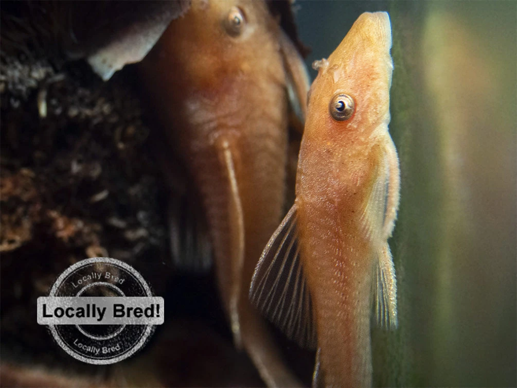 Super Red Bristlenose Pleco (Ancistrus Sp. "Super Red"), Locally Bred - Image 5