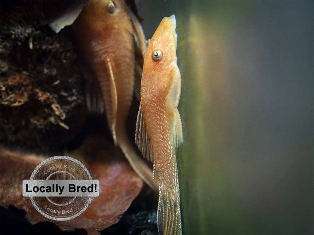 Super Red Bristlenose Pleco (Ancistrus Sp. "Super Red"), Locally Bred - Image 6